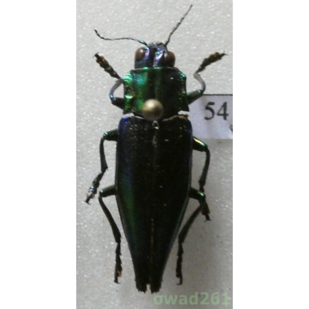Cyphogastra calepyga Thomson, 1857 Indonesia, Kei 23mm54